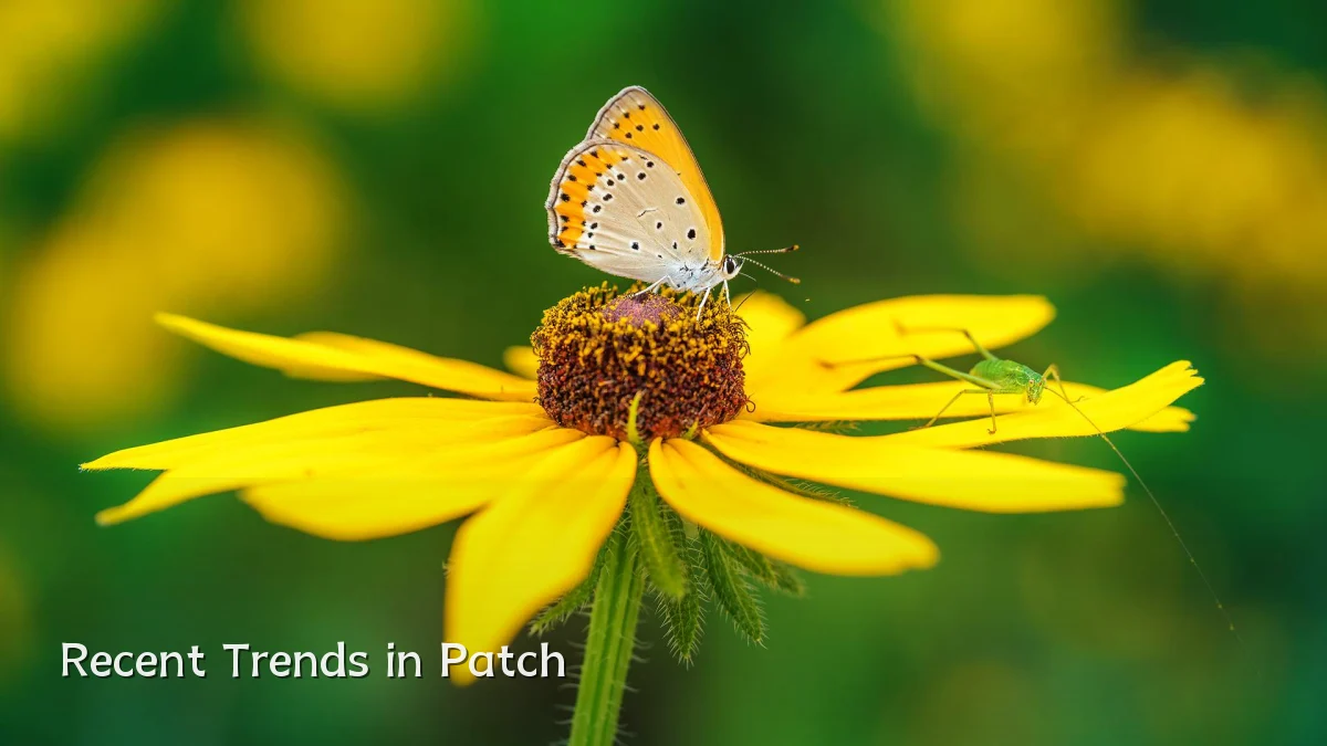 Recent Trends in Patch