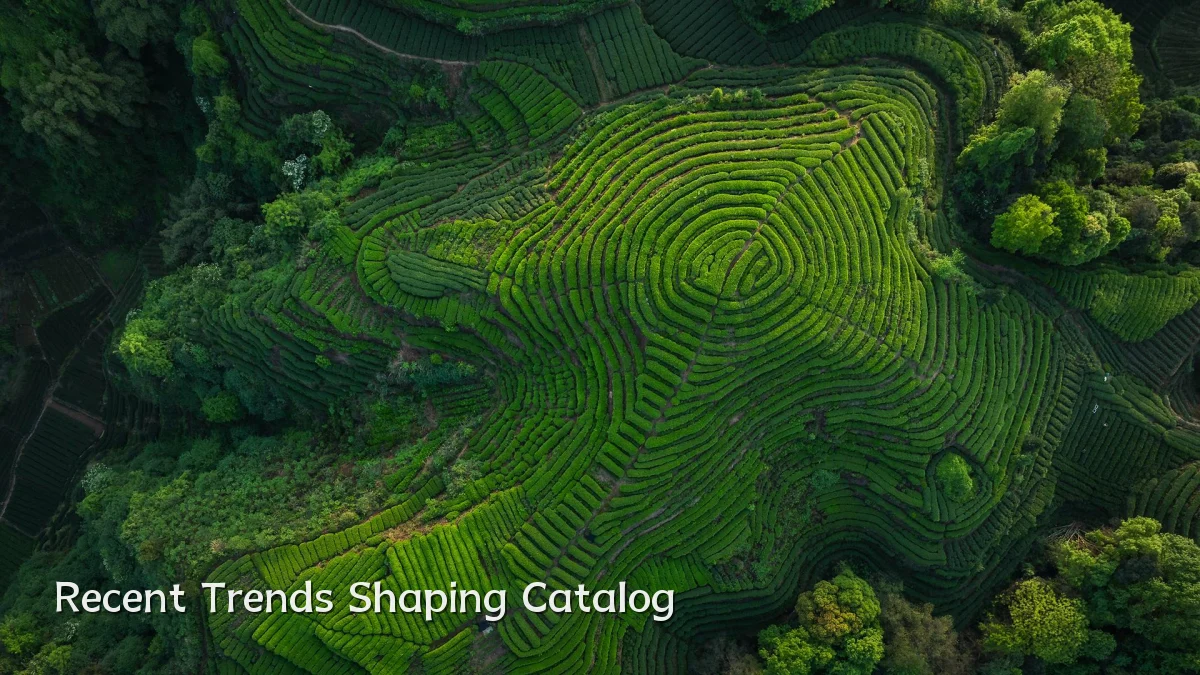 Recent Trends Shaping Catalog